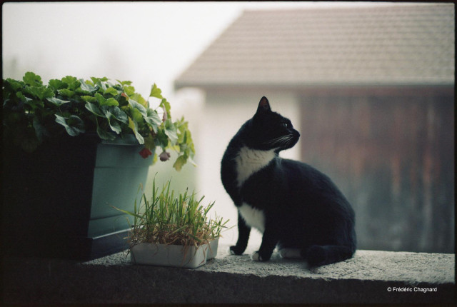 Monsieur Léo on a terrace in the morning mist. Photo taken with a 35mm camera on color negative film. 