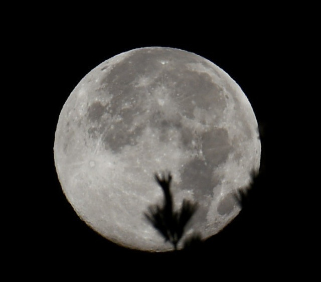 Full moon behind branch of an evergreen.