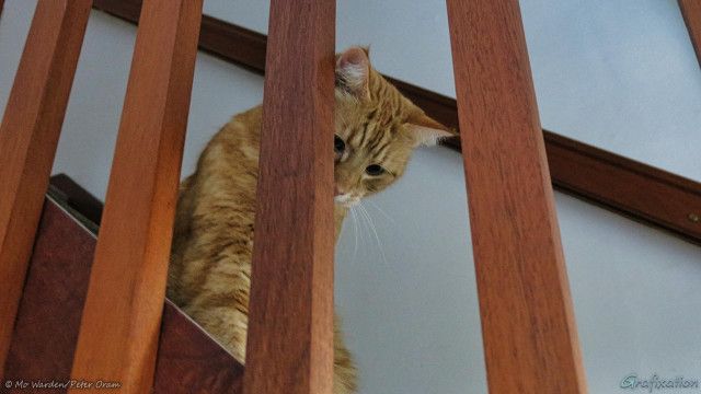 A photo of a wooden staircase, with a large ginger cat peeping between the upright spindles. He's slightly above eye level, and is looking down but not directly at the camera. He has hairy ears and long whiskers, and his ginger coat has darker brown stripes.