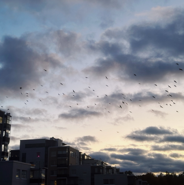 Birds flying, scenery photo