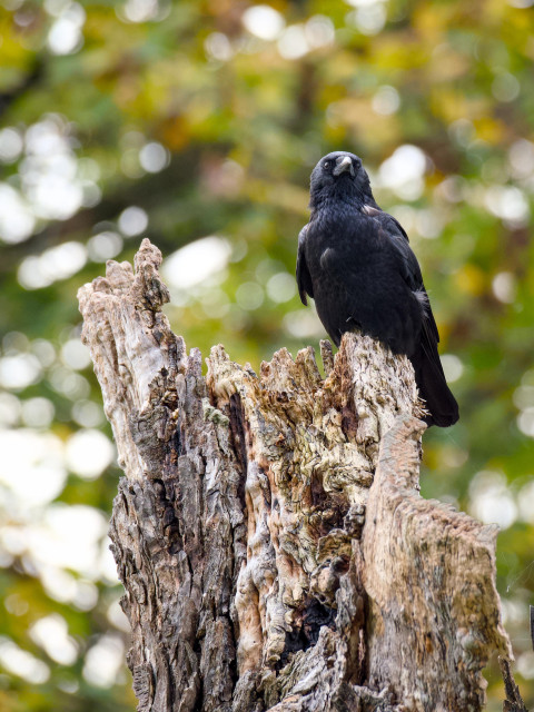 A crow perched on a long-dead tree stump. Fall foliage in the background.