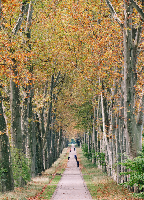 An avenue – bike/pedestrian path lined with very tall plane trees.