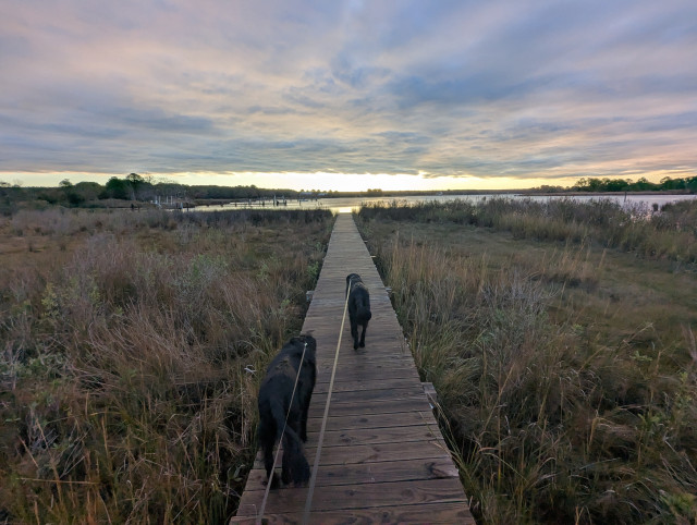 Photo of a calm morning sunrise over Harris Creek sun rising behind a low grey cloud deck with a clear horizon and tinting the lower clouds orange. Marsh is brown and ready to sleep for the winter. Creek water is calm and perfectly reflects the sky and clouds.
In the foreground Miles and Jon two black Flat-Coated Retrievers stroll down the wood walk in hopes of spotting interesting waterfowl.