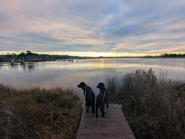 Photo of a calm morning sunrise over Harris Creek sun rising behind a low grey cloud deck with a clear horizon and tinting the lower clouds orange. Marsh is brown and ready to sleep for the winter. Creek water is calm and perfectly reflects the sky and clouds.
In the foreground Miles and Jon two black Flat-Coated Retrievers stand on the wood walk looking out at interesting waterfowl.