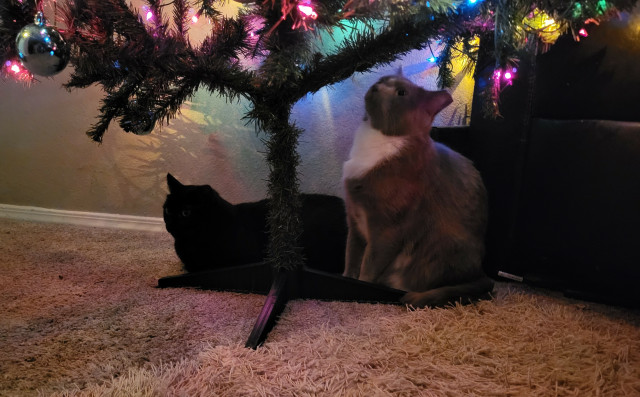 Two short haired, ear tipped cats sitting on a beige carpet under a cheap artificial Christmas tree with multicolored lights and blue and white ball ornaments. The black on is loafing on the left, and on the right a grey and white tuxie is sitting up looking at the ornaments, deciding which one he wants to play with next.