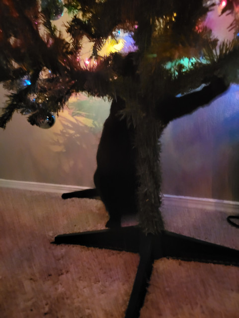 Blurry photo of a black cat shaking the tree around because his left forepaw is caught on a branch and he's trying to free it. We nearly lost the tree this time.