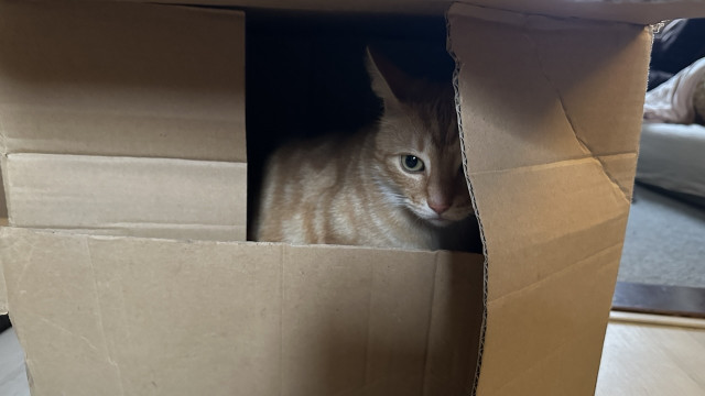 Washy in his box with a flap open