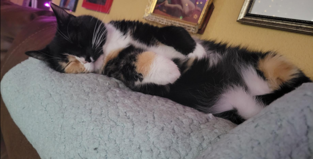 Tortoise shell cat lying on her side, paws curled up in an adorable fashion