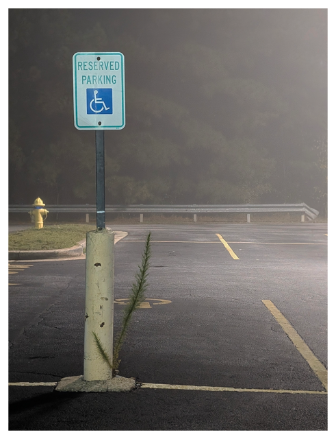 fog. lit by streetlight. empty section of a parking lot. "handicapped" parking sign at the head of one space. a curbed "island" with grass and yellow fire extinguisher.  a line of trees behind a low, metal rail in the mid-distance.