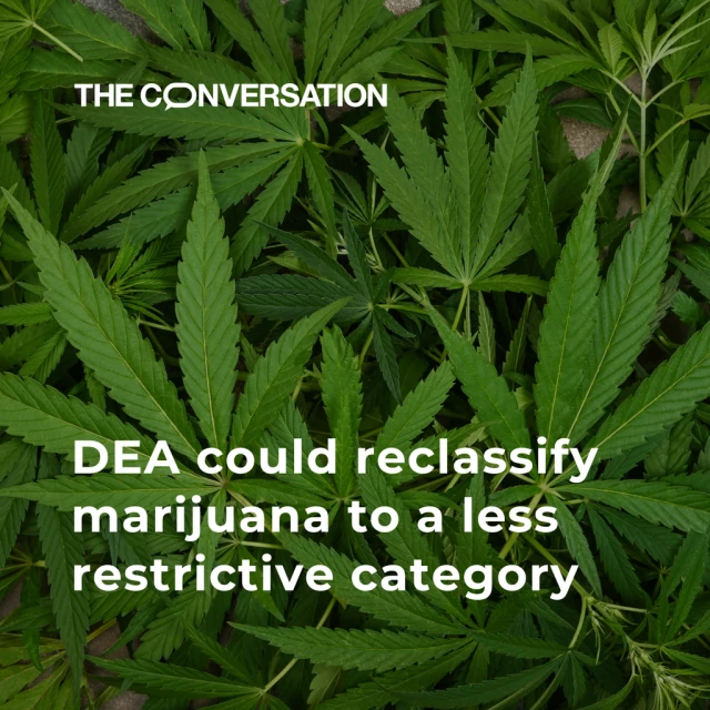 A few marijuana leaves piled up. The graphic reads "DEA could reclassify marijuana to a less restrictive category". 