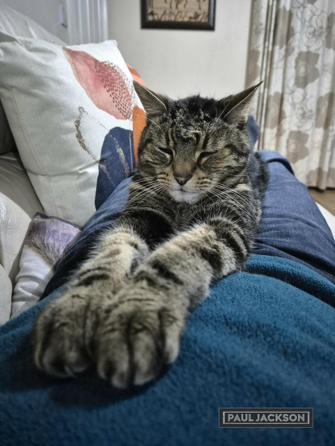 Captain Jack, a grey tabby cat, is laying on me as I lay on the sofa. He is at full stretch with his front paws reaching up to the camera.

I should really get up and do something useful but I guess this is useful.
