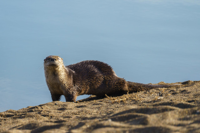 Otter standing on a sand bank looking towards the camera. 