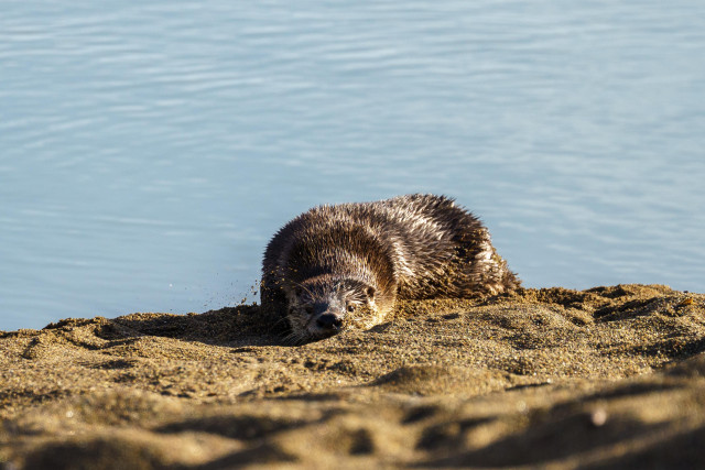 Otter laying down nuzzling the sand on sand bank looking towards the camera. 