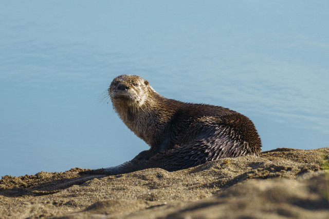 Otter sitting on a sand bank looking towards the camera. 