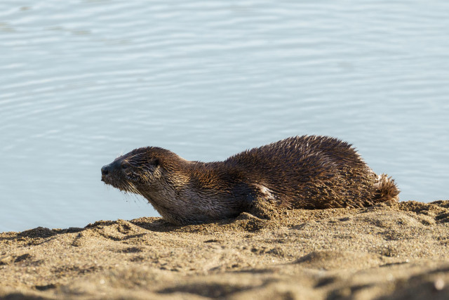 Otter laying on a sand bank in profile. 