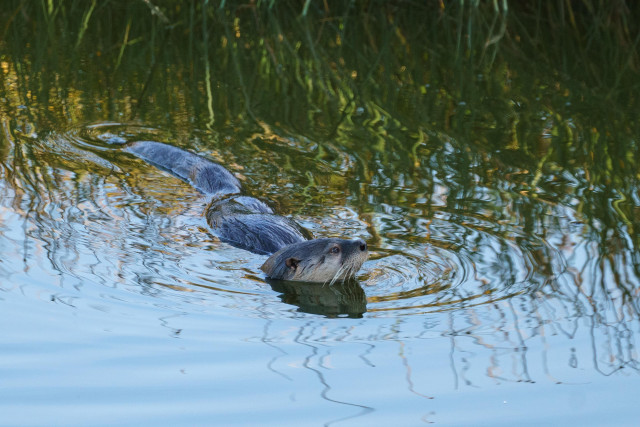 An other swimming near a reed bed. It's full length can be seen snaking through the water, its face is held up showing off its whiskers