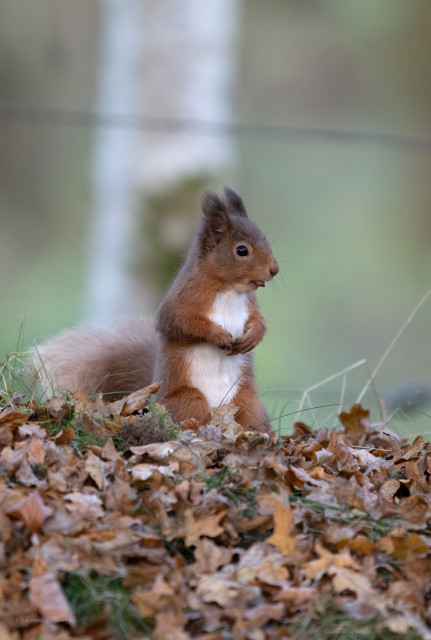 A red squirrel standing up in its hind legs, its forepaws together over its white chest. It has a hazelnut in its mouth as it looks off to our right. It is standing among fallen leaves, the background is out of focus trees