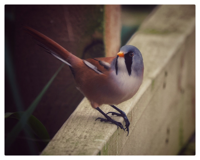 A bearded reedling posing on a fence