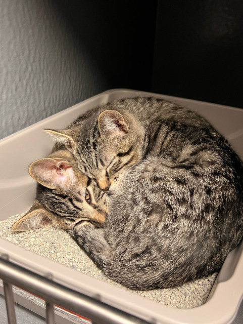 One tabby kitten laying on top of another tabby kitten, with their faces side by side. The kitty on top is obscuring the body of the other so it kinda could be mistaken for. Single two headed cat. If you try hard enough. 

Top cat is fully asleep. Bottom cat is looking at us through almost closed eyes. They’re both laying in the litter box of all places.
