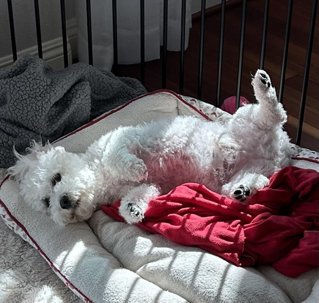 A Bichon pup lying on his back in his bed, eyes wide open looking at the camera 