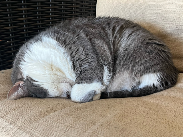 Small grey and white cat curled into a ball on the sofa, her head upside down and face pressed into the seat cushion. Only a single ear ruins the perfectly rounded loaf.