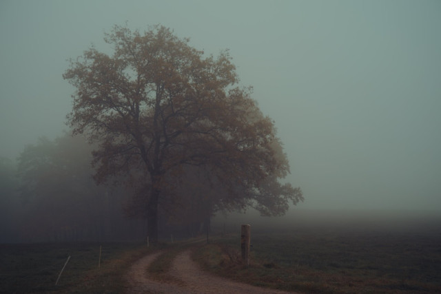 Autumn trees in the mist.