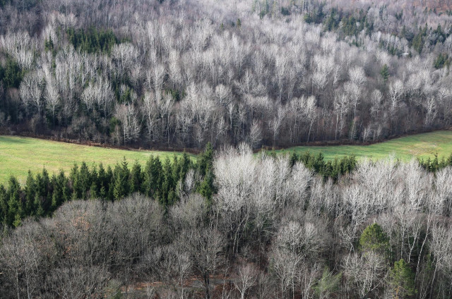 Landscape photograph showing the green grass area where two small hills meet, like a green valley crossing the picture from left to right. The top hill is mostly covered with bare birches with their silver white branches. The bottom hill has a row of darker green conifers near the grass and then the same birches. The photo was taken from a higher viewpoint on the bottom hill.