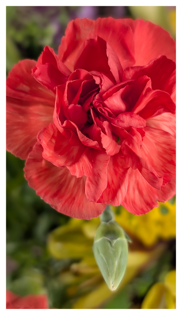 closeup of a red carnation with a close bud beneath, the background is out of focus. flowers and greenery. supermarket flower stand.