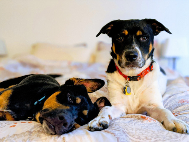 Anakin and Poe 5 years ago, laying on our bed looking adorable