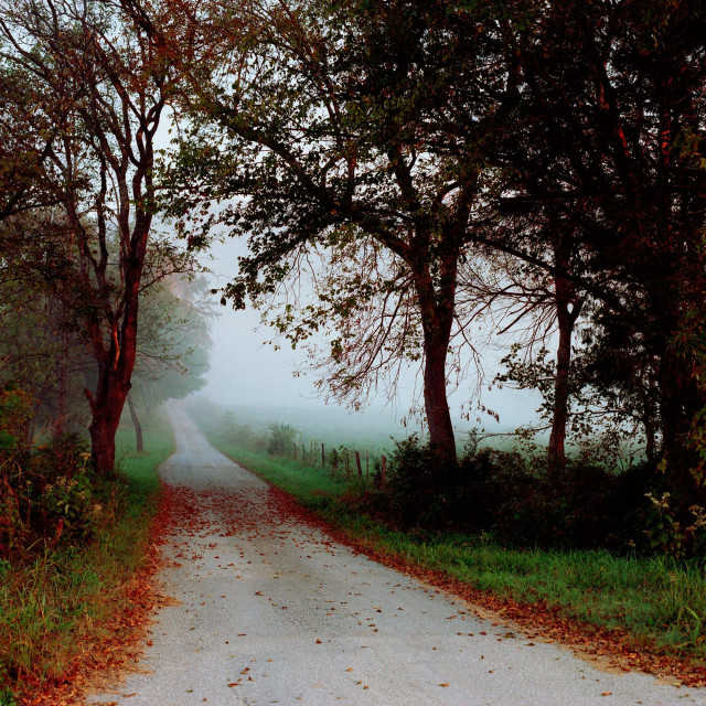 A Tennessee country road in autumn, somewhere along the way to Cumberland Gap (October 2011). Fallen leaves litter the sides of the dirt road, and a nearby tree trunk is warmly illuminated by the morning sun. To the far right, a fence borders a field that fades into impenetrable fog.

Photo taken on a medium format Bronica SQ camera, probably using Ektar film.