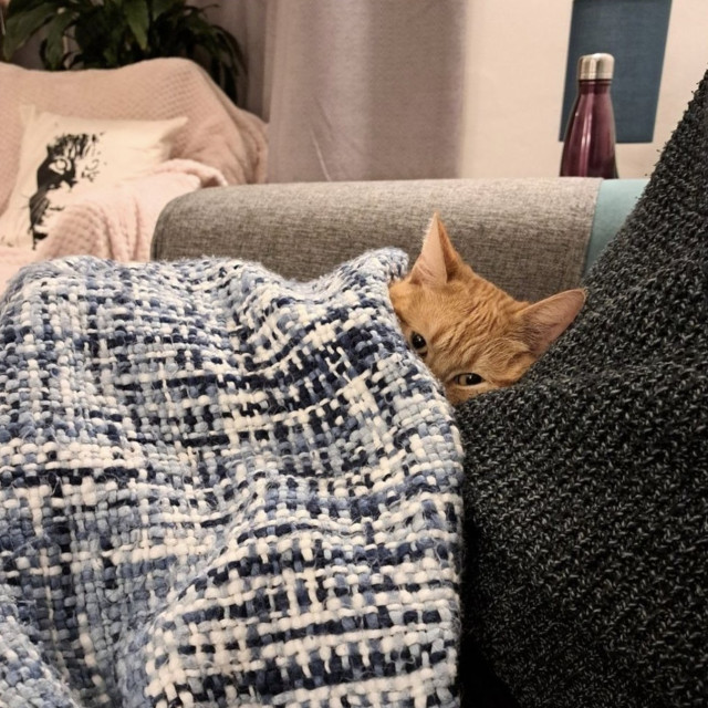 Photo of an orange cat on a sofa peeking at you from the snuggly warmth of a cozy, knitted blanket... Sorry, the couch is full.