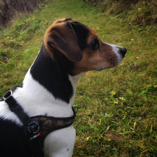 portrait of a tricolour Jack Russell Terrier sitting on a grassy path. His ears are up and he looks alerted by some noise.