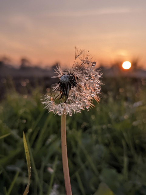 Dandelion covered in dew at sunset