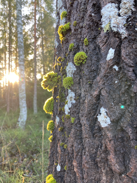 Små moss klumpar på en trädstam är belysta bakifrån. 