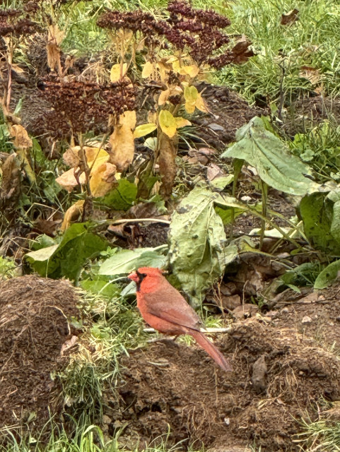 Brown and green soil and leaves in background with red bird at bottom centre perched on a mound of bare soil. 