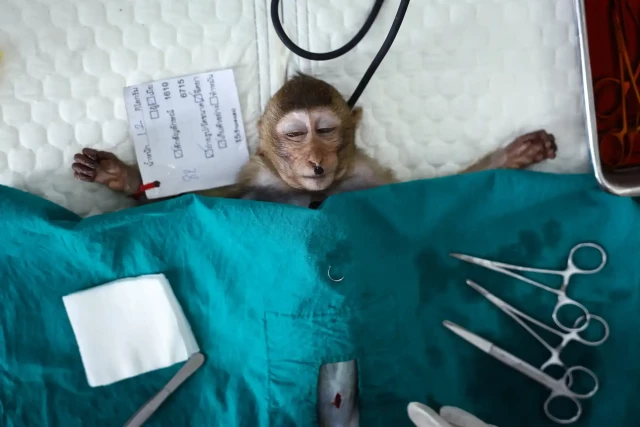 A baby long-tailed macaque lies sedated before a sterilisation operation, part of the attempt to curb the increase of the unruly macaque population in urban areas and tourist spots in Lopburi

Photograph: Chalinee Thirasupa/Reuters
