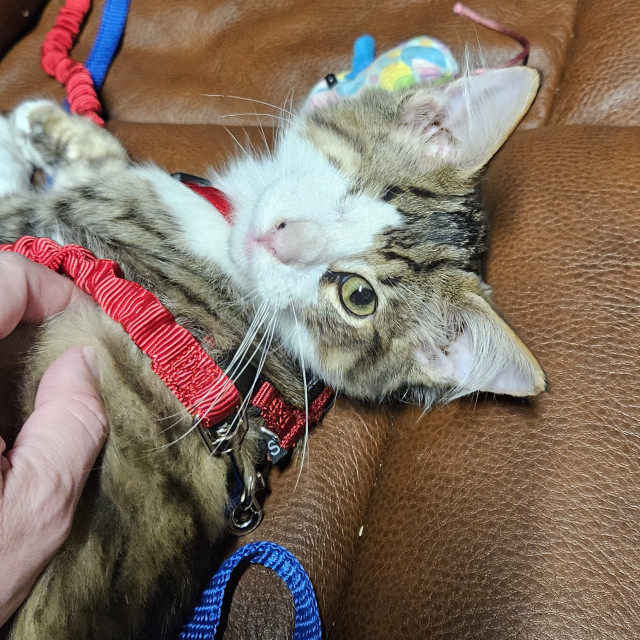 one-eyed kitten being petted