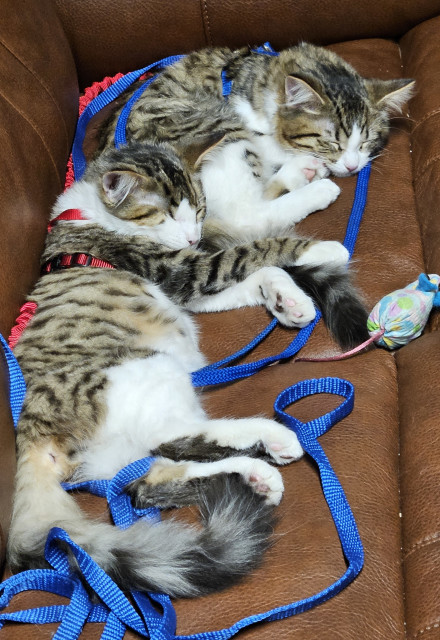 two kitties sleeping together on a brown couch