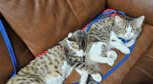 one cat sleeping head resting on another who is looking up at the camera