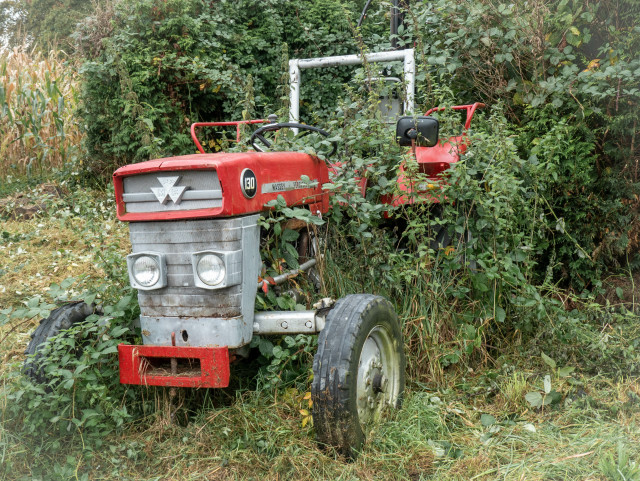 Ein roter Massey Ferguson-Traktor, der mit dornigen Kletterpflanzen überwachsen ist. Dahinter sind Büsche und oben links sieht man einen kleinen Teil eines Maisfeldes.

A red Massey Ferguson tractor that is overgrown with thorny climbing plants. Behind it there are bushes and at the top left you can see part of a small corn field.