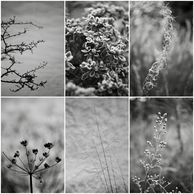 Composite of six black and white images taken with a vintage Helios 44m f2 lens and Fujifilm X-T4, featuring hawthorn branches against a cloudy sky, a frost-laden plant in my garden, swirling strands of a willowherb stem, the parasol-like seed head of hogweed, grasses against a cloudy sky and seed pods on a tall plant.