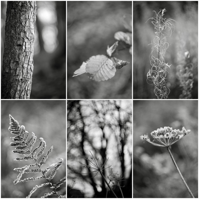 Composite of six black and white images taken with a vintage Helios 44m f2 lens and Fujifilm X-T4, featuring the textured bark of a hawthorn tree, beech leaves, willowherb stems, a frosted fern swirling bokeh trees and seedpods on cow parsley