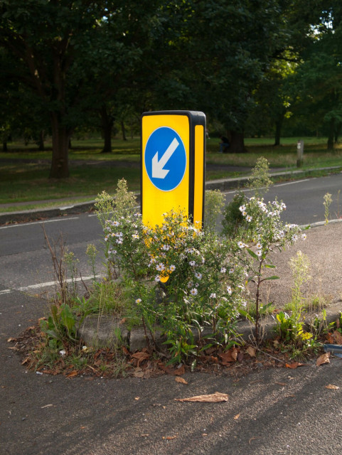 Photo of a short yellow reflective post at one end of a traffic island, at the top of which is a 'keep left' sign – a blue disc with a white arrow pointing down and to the left. All around the end of the island tall slender plants erupt from the tarmac, crowned with yellow and white flowers.