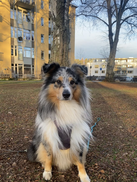 A blue merle Shetland sheepdog in a park, looking into the camera