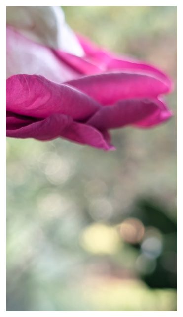 overcast daytime. abstract. extreme close-up of a down-facing flower with many pink petals. the background is out of focus greenery.