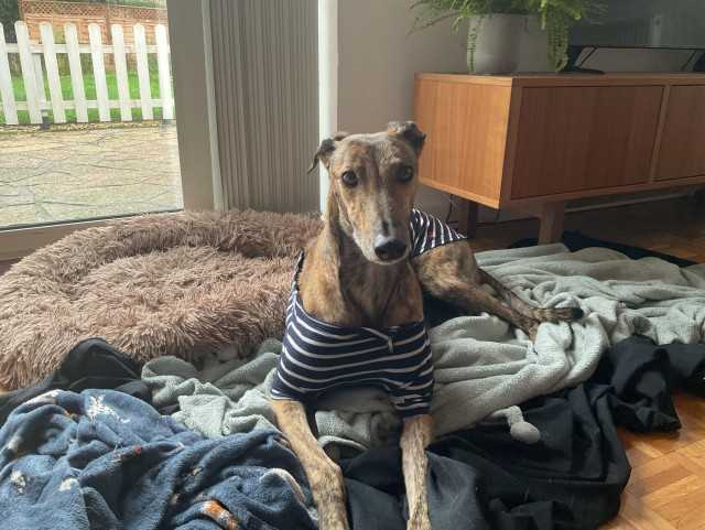 Jojo, a brindle coloured greyhound  is wearing a blue striped shirt and is looking directly at the camera. Jojo is sitting on lots of blankets in front a of window.