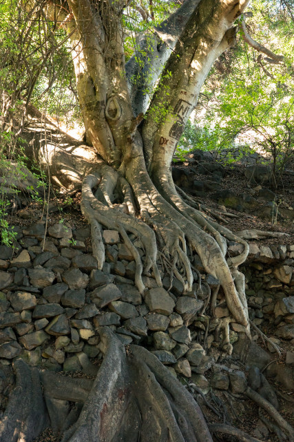 Las raíces de un enorme laurel de la india salen por la pared de piedra y aparecen debajo de esta, dejando clara la edad avanzada y la fuerza de las mismas.