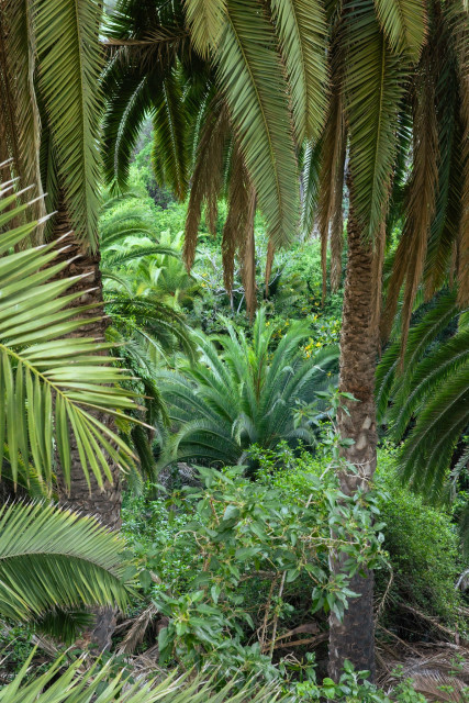 Una zona del paseo es un palmeral a rebosar. Parece una zona selvática, muy verde y con plantas de todos los tamaños.