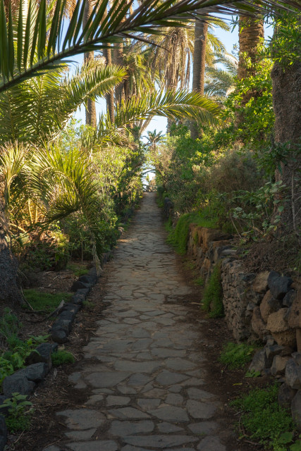 Un caminito adaptado de piedra de la zona por el que avanzas rodeado de palmeras y plantas de todo tipo.