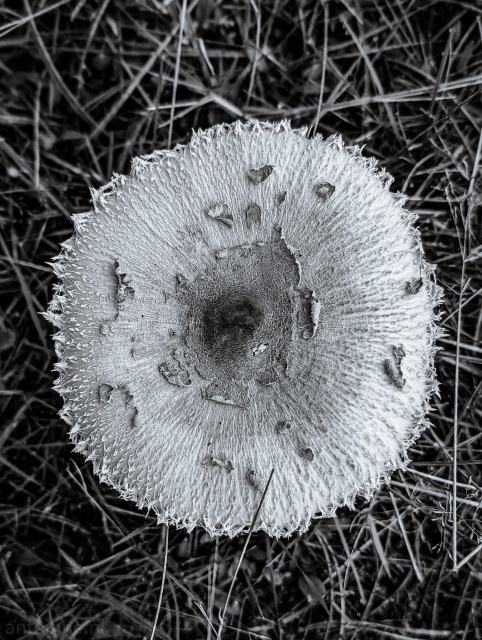 Close-up photo of a mushroom between the grass. The mushroom has a large, round cap with a textured surface. The cap has a dark center and light outer edges. 